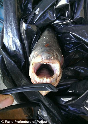 fish3