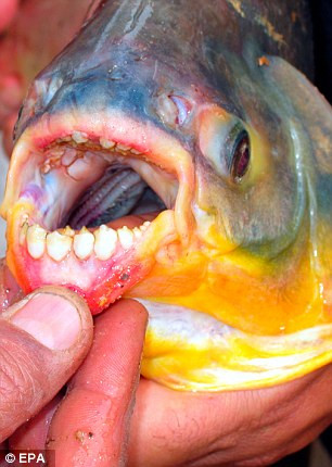 fish4