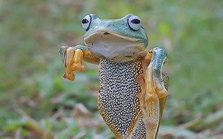 frog1