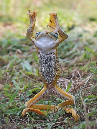 frog2