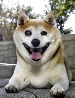 happiest_dog_03