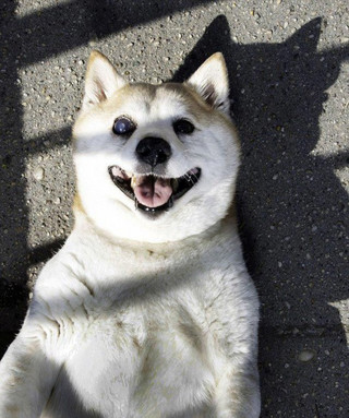 happiest_dog_08