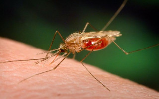 Μεγάλο πρόβλημα στη Θεσσαλονίκη με τα κουνούπια λόγω των πρόσφατων βροχοπτώσεων