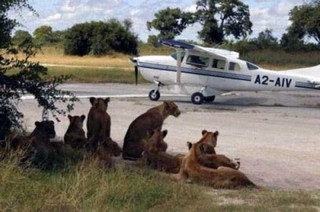 meanwhile-in-africa-11