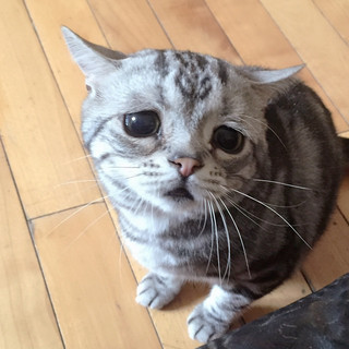 saddest_cat_01