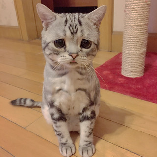 saddest_cat_05