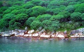 DULICHIUM_ISLAND2