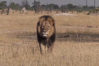 cecil cecil