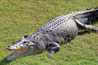 croc1