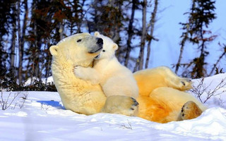 deadly_animals_07