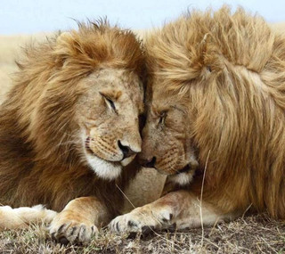 deadly_animals_12