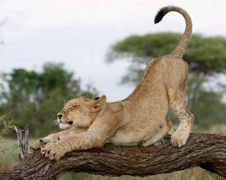 deadly_animals_15
