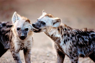 deadly_animals_16