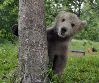 deadly_animals_18