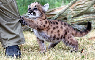 deadly_animals_20