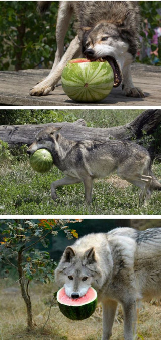 deadly_animals_21