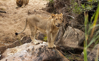 liontaria9