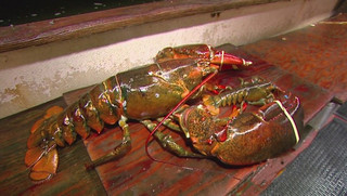 lobster