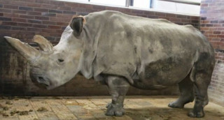 malerhino