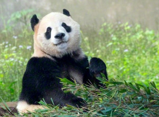 panda2