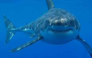 shark1