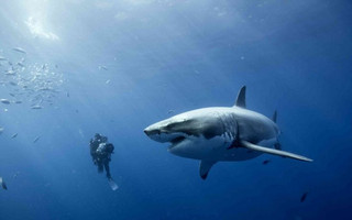 shark2