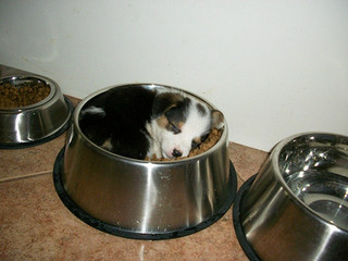 sleeping_puppy_05