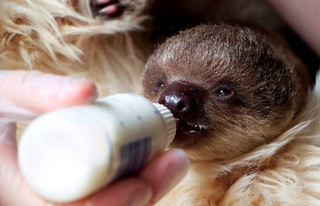 sloth2