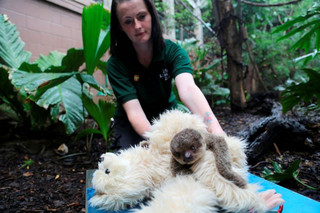 sloth3