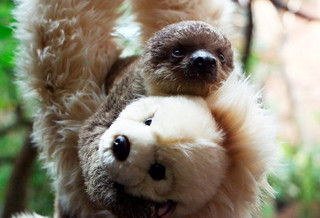 sloth