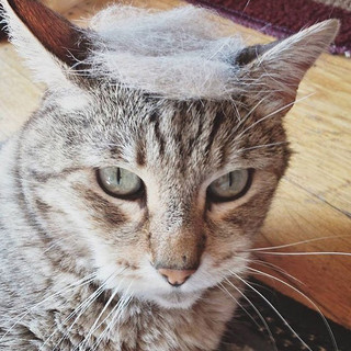 trump-cat11