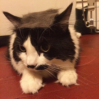 trump-cat15