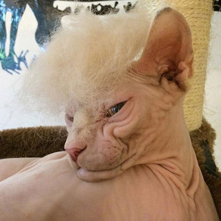 trump-cat2