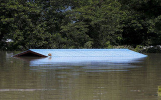 A dog lies on the roof of a home in a flooded village at Kalay township at Sagaing division, August 2, 2015. Storms and floods have so far killed 21 people, with water levels as high as 2.5 metres in Sagaing and 4.5 metres in western Rakhine state, according to the government, which on Friday declared four regions disaster zones. REUTERS/Soe Zeya Tun