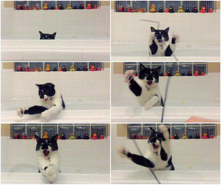 28-Cute-and-adorable-animals-to-freshen-up-your-mood-004