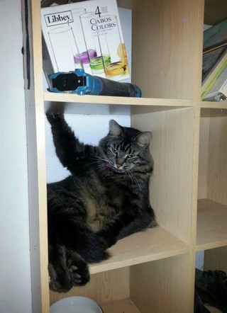 28-Cute-and-adorable-animals-to-freshen-up-your-mood-018