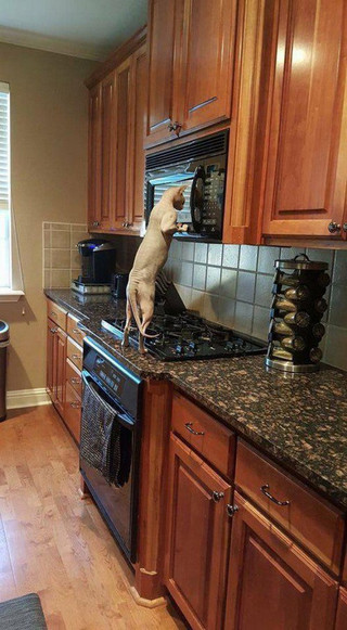 28-Cute-and-adorable-animals-to-freshen-up-your-mood-028