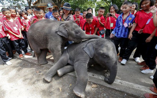 Students and their teacher play with elephants at a camp in the ancient Thai capital Ayutthaya, north of Bangkok, Thailand, August 11, 2015. Thailand celebrates World Elephant Day on August 12, an annual event held to raise awareness about elephant conservation.  REUTERS/Chaiwat Subprasom