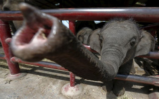 An elephant stretches its trunk out of an enclosure at a camp in the ancient Thai capital Ayutthaya, north of Bangkok, Thailand, August 11, 2015. Thailand celebrates World Elephant Day on August 12, an annual event held to raise awareness about elephant conservation.  REUTERS/Chaiwat Subprasom