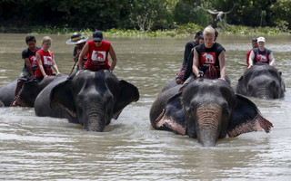 Mahouts and volunteers bathe their elephants in the Pasak river in the ancient Thai capital Ayutthaya, north of Bangkok, Thailand, August 11, 2015. Thailand celebrates World Elephant Day on August 12, an annual event held to raise awareness about elephant conservation.  REUTERS/Chaiwat Subprasom