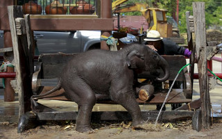 A mahout plays with an elephant at a camp in the ancient Thai capital Ayutthaya, north of Bangkok, Thailand, August 11, 2015. Thailand celebrates World Elephant Day on August 12, an annual event held to raise awareness about elephant conservation. REUTERS/Chaiwat Subprasom