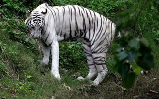 Ο ντροπαλός λευκός τίγρης που αρνείται να ζευγαρώσει