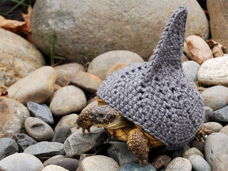 animal-hats-0006-08272015