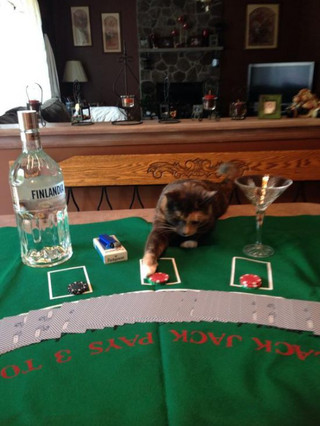 animals_know_how_party_21