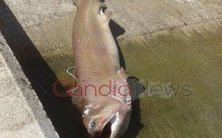 Καρχαρίας Κρήτη candia