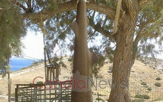Καρχαρίας Κρήτη candia