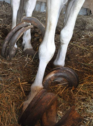 horse02