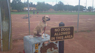 i_do_what_i_want_37
