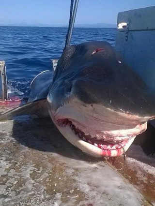 shark1