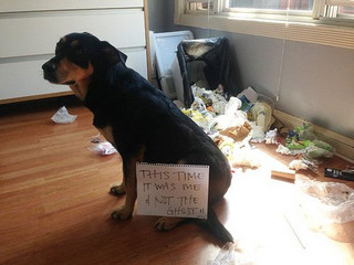 15-Dogs-From-Trash